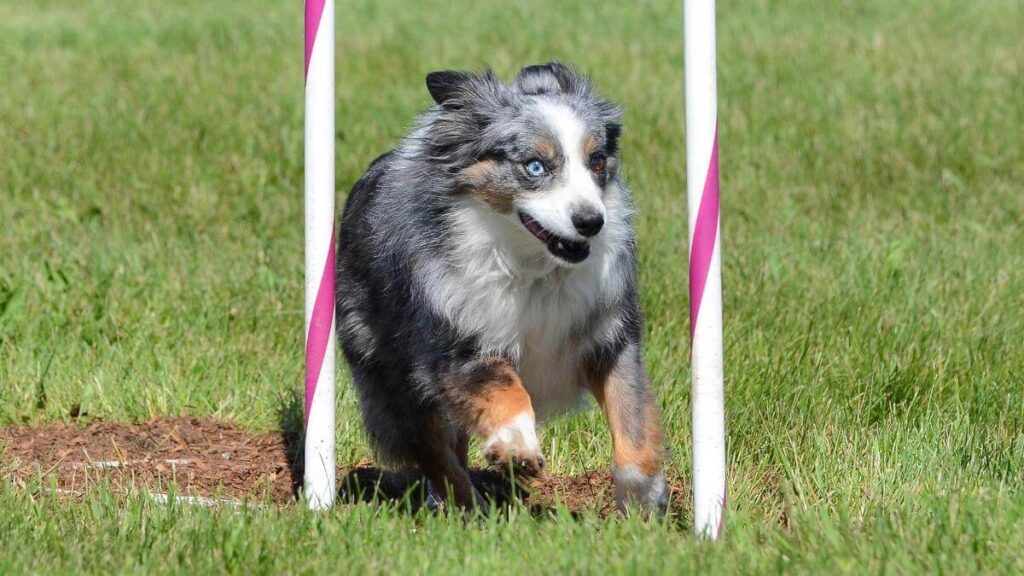 Miniature American (formerly Australian) Shepherd at Dog Agility Trial. Miniature American (formerly Australian) Shepherd Doing Weave Poles at Dog Agility Trial