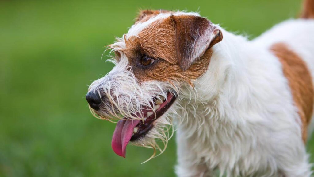 Portrait of a Parson Russell Terrier. Outdoor portrait of a cute Parson Russell Terrier