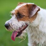 Portrait of a Parson Russell Terrier. Outdoor portrait of a cute Parson Russell Terrier