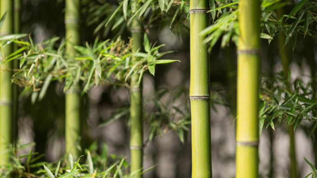 Green bamboo plants in forest or park sunny summer day