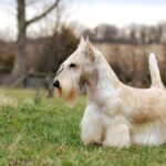 Scottish Terrier
