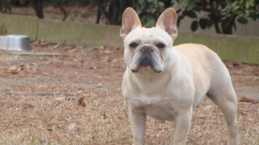 French Bulldog