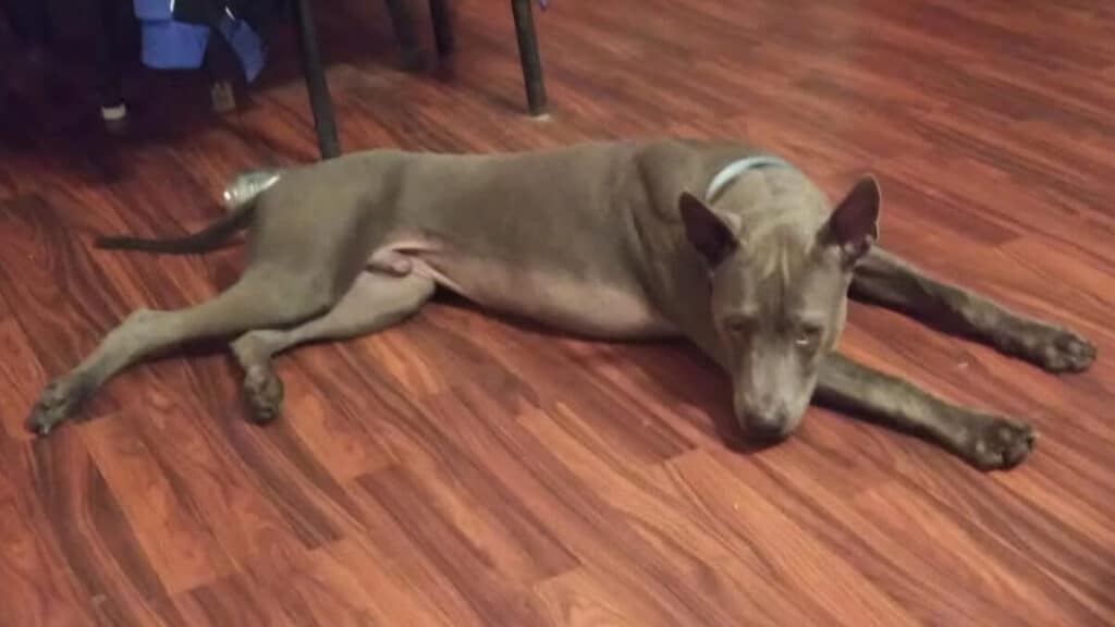 Thai Ridgeback lying on the floow, inside.