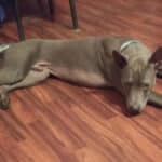 Thai Ridgeback lying on the floow, inside.