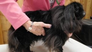 Pekingese