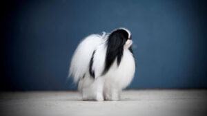 Japanese Chin
