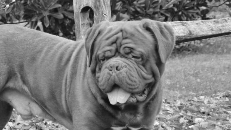 Find a Breeder or Rescue