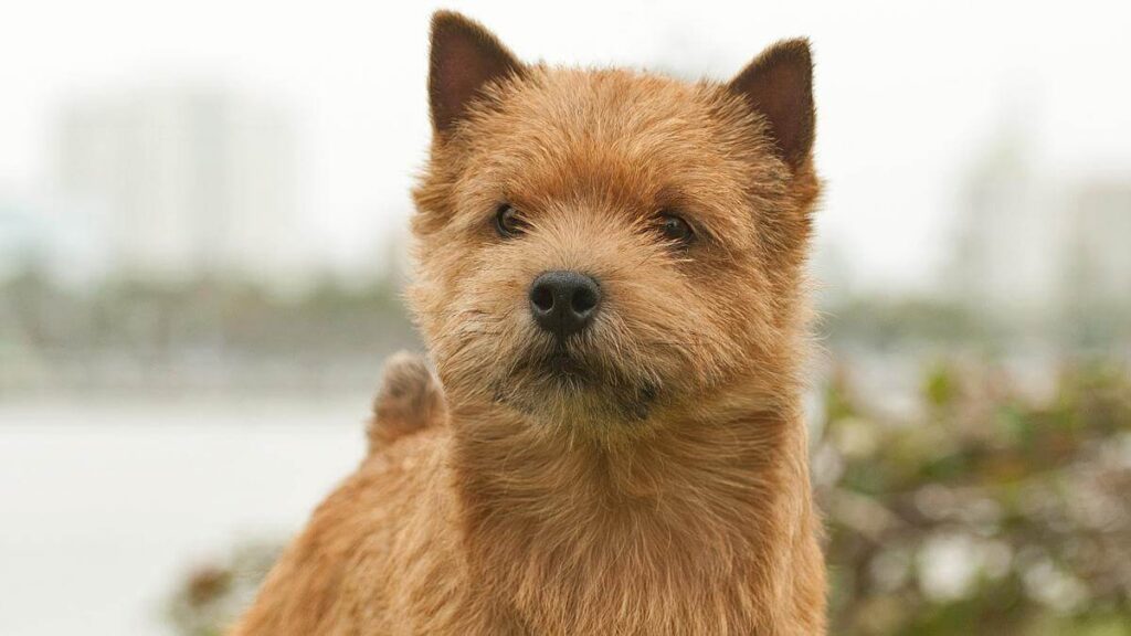Norwich Terrier