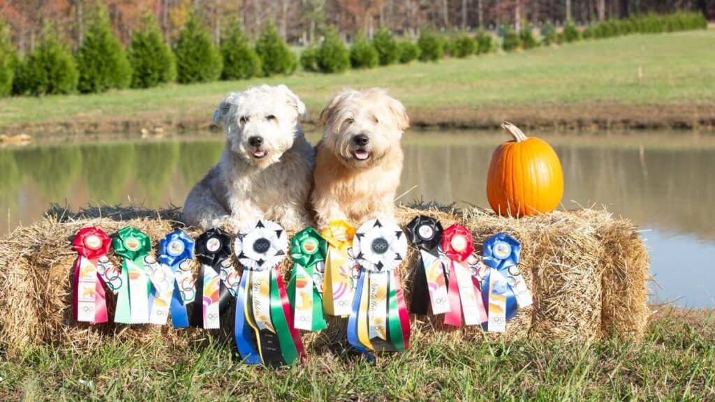 Glen of Imaal Terrier