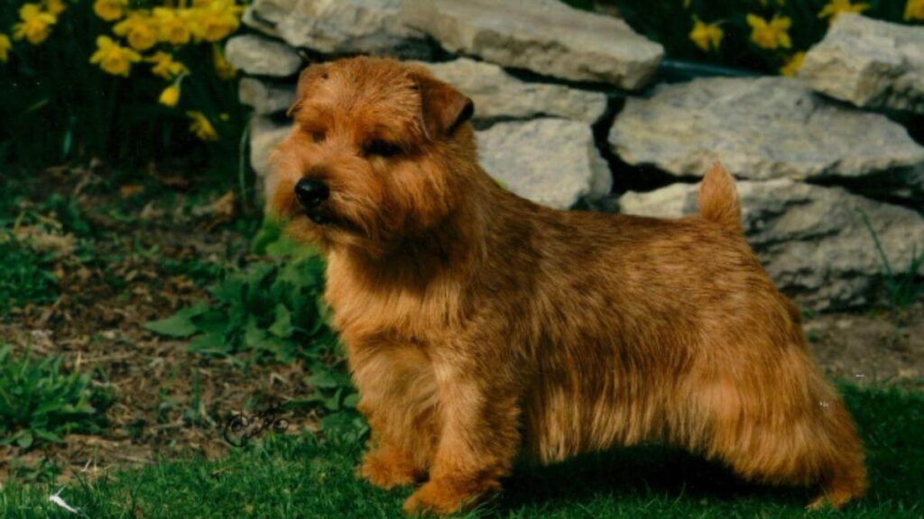 Norfolk Terrier