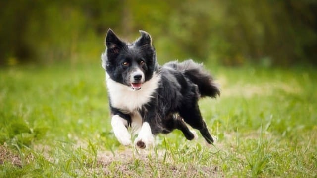 Dog running