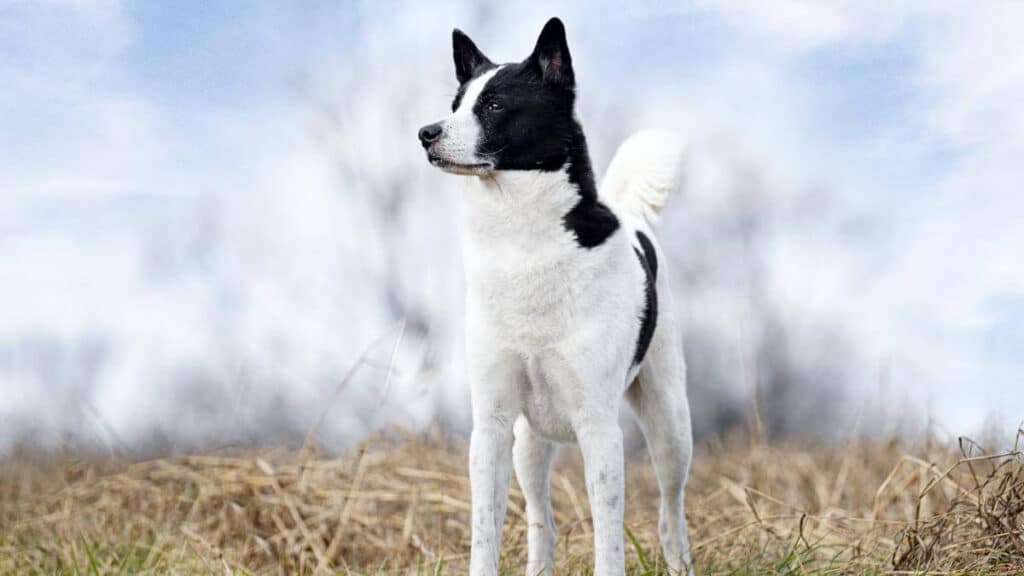 Canaan Dog