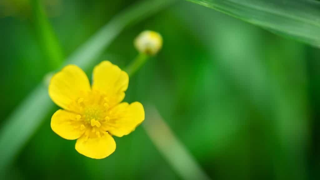 Macro meadow buttercup on green background. Soft focus.