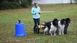 Leonberger