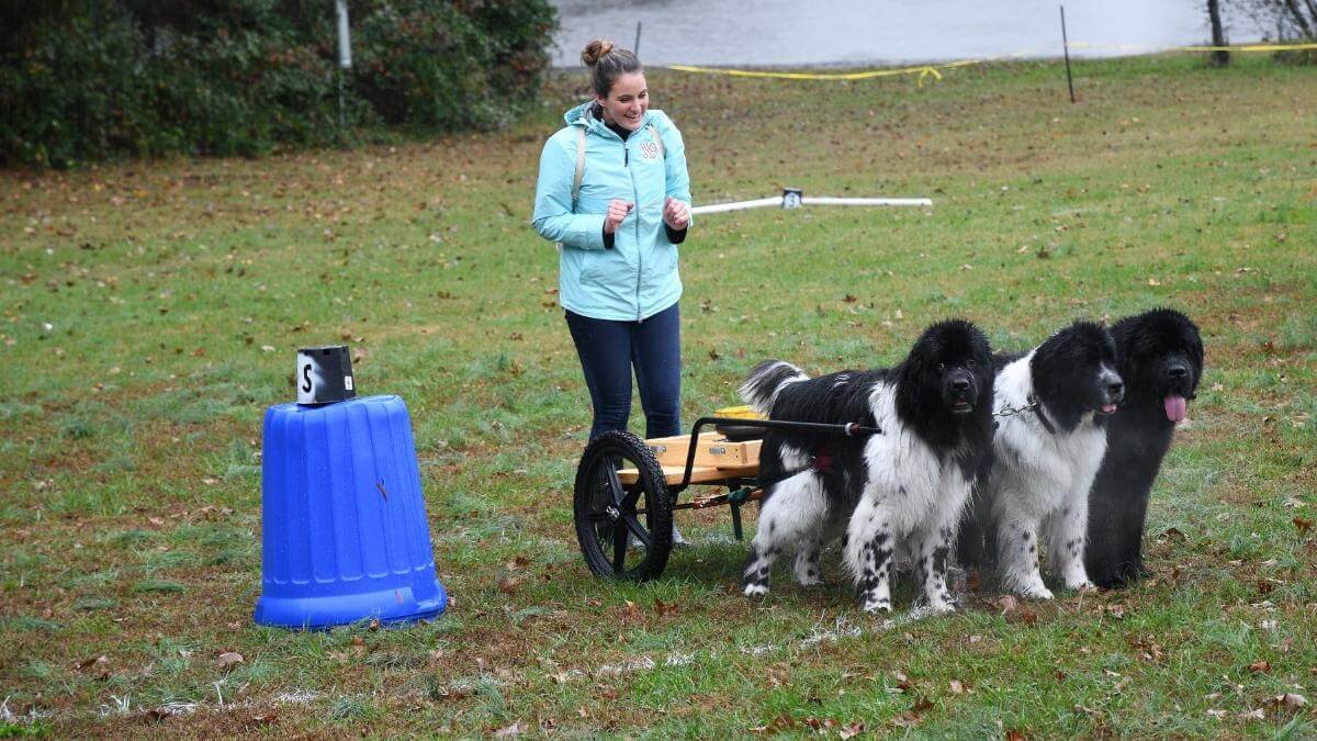 Leonberger