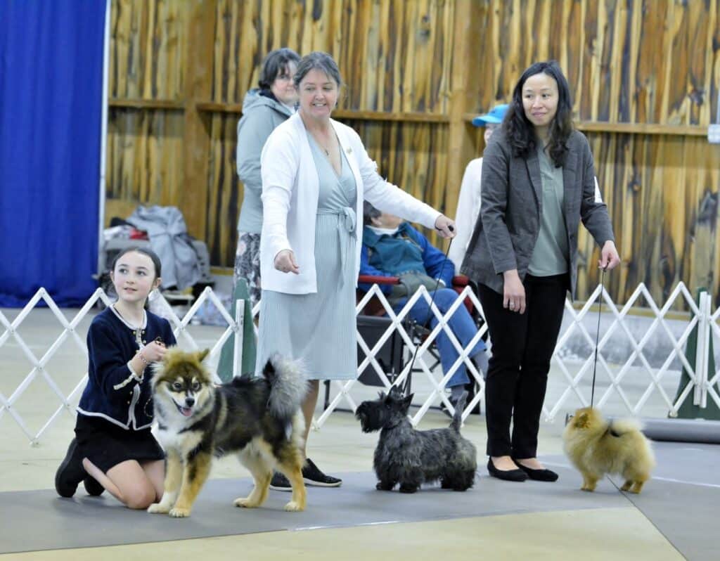 2025 Nutmeg Cluster Dog Shows