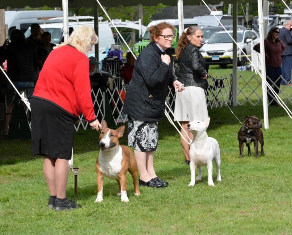2025 Nutmeg Cluster Dog Shows
