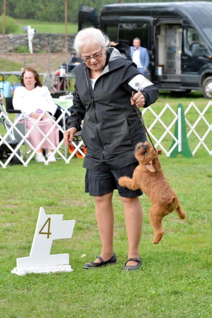 2025 Nutmeg Cluster Dog Shows
