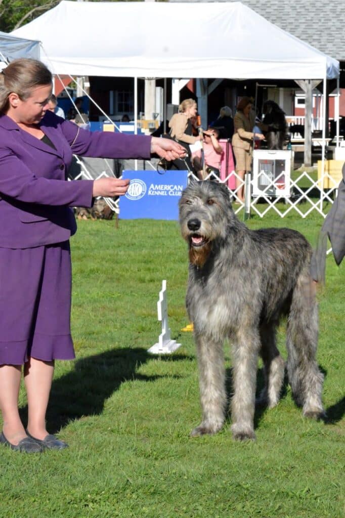 2025 Nutmeg Cluster Dog Shows