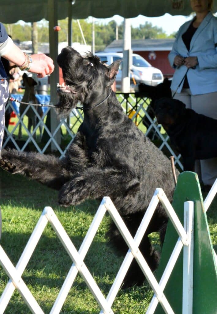 2025 Nutmeg Cluster Dog Shows
