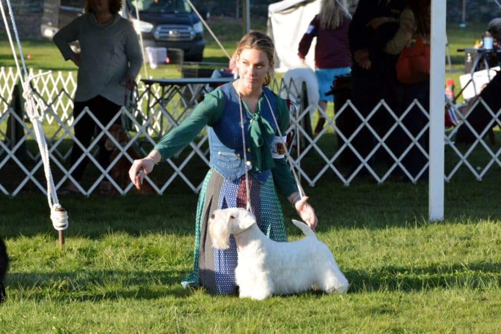 2025 Nutmeg Cluster Dog Shows