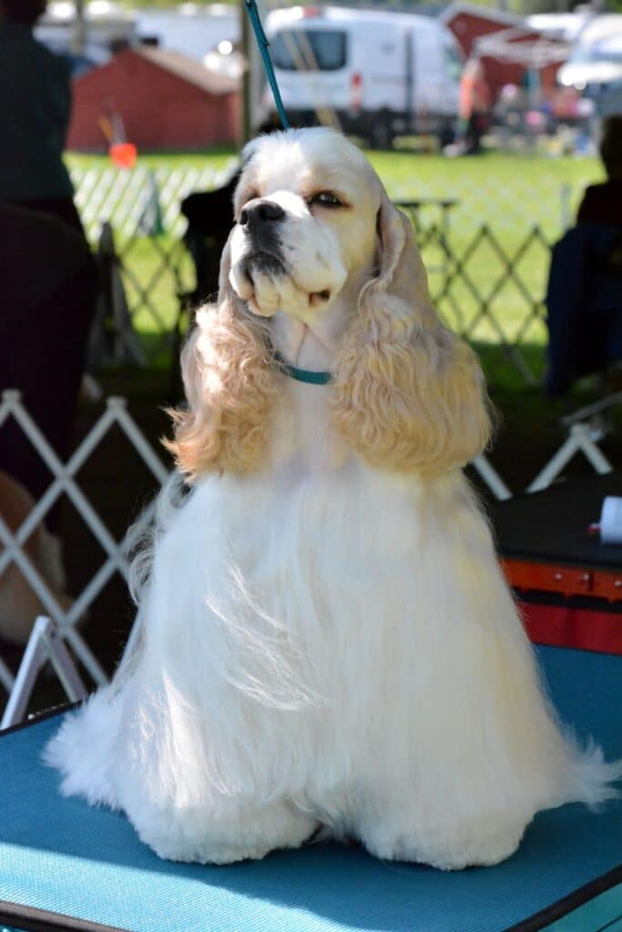 2025 Nutmeg Cluster Dog Shows