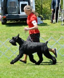 2025 Nutmeg Cluster Dog Shows