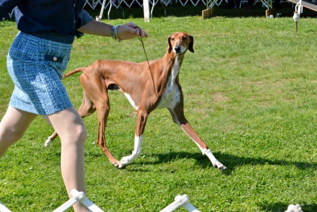 2025 Nutmeg Cluster Dog Shows