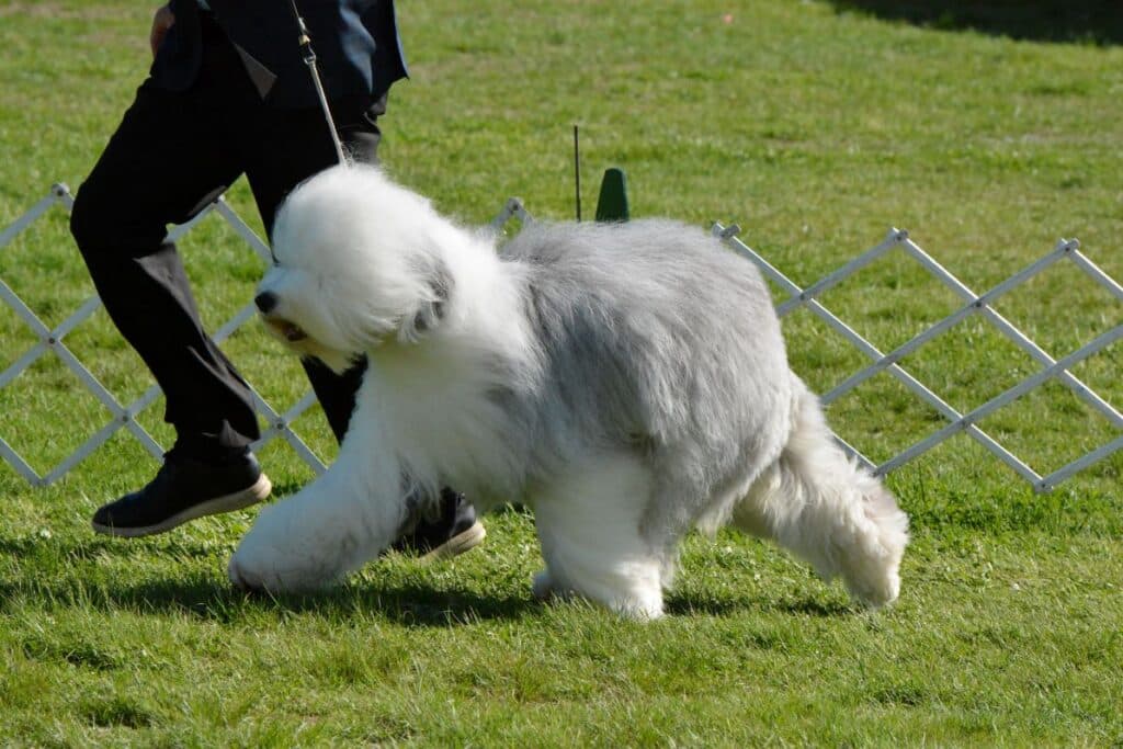 2025 Nutmeg Cluster Dog Shows