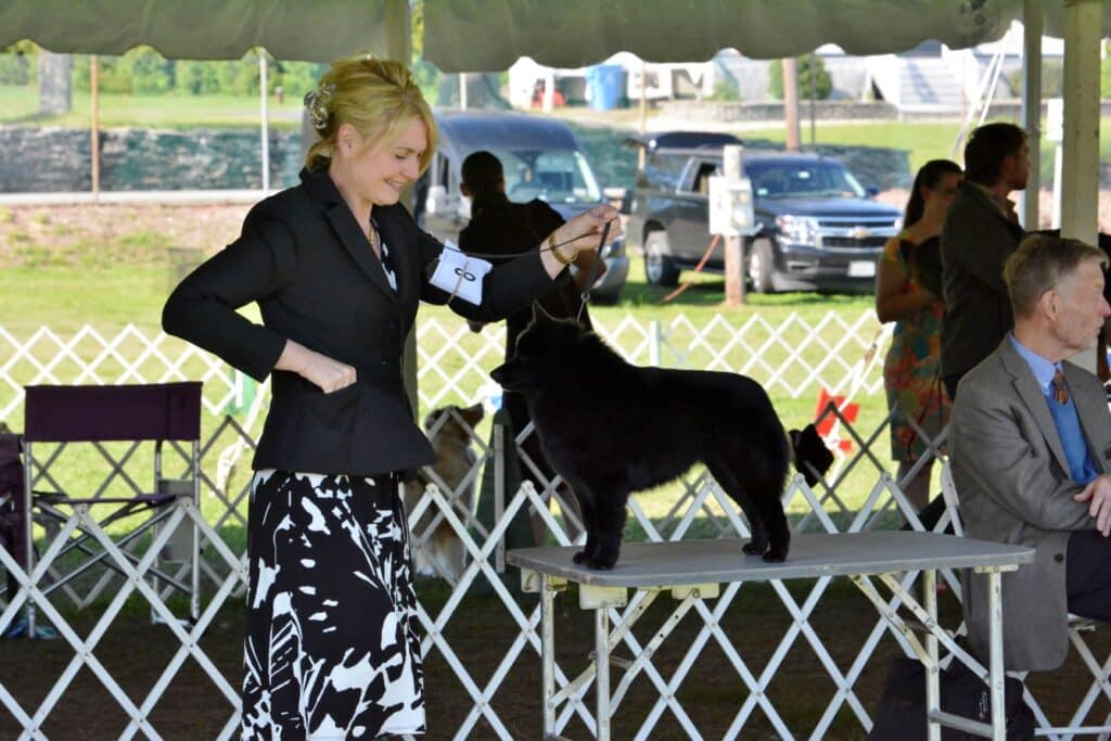2025 Nutmeg Cluster Dog Shows