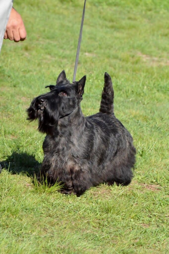 2025 Nutmeg Cluster Dog Shows