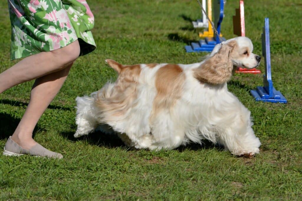 2025 Nutmeg Cluster Dog Shows