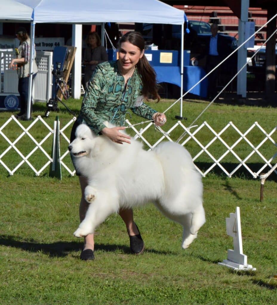 2025 Nutmeg Cluster Dog Shows