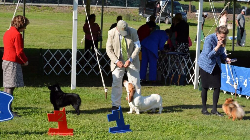 2025 Nutmeg Cluster Dog Shows