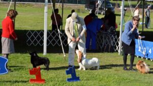 2025 Nutmeg Cluster Dog Shows