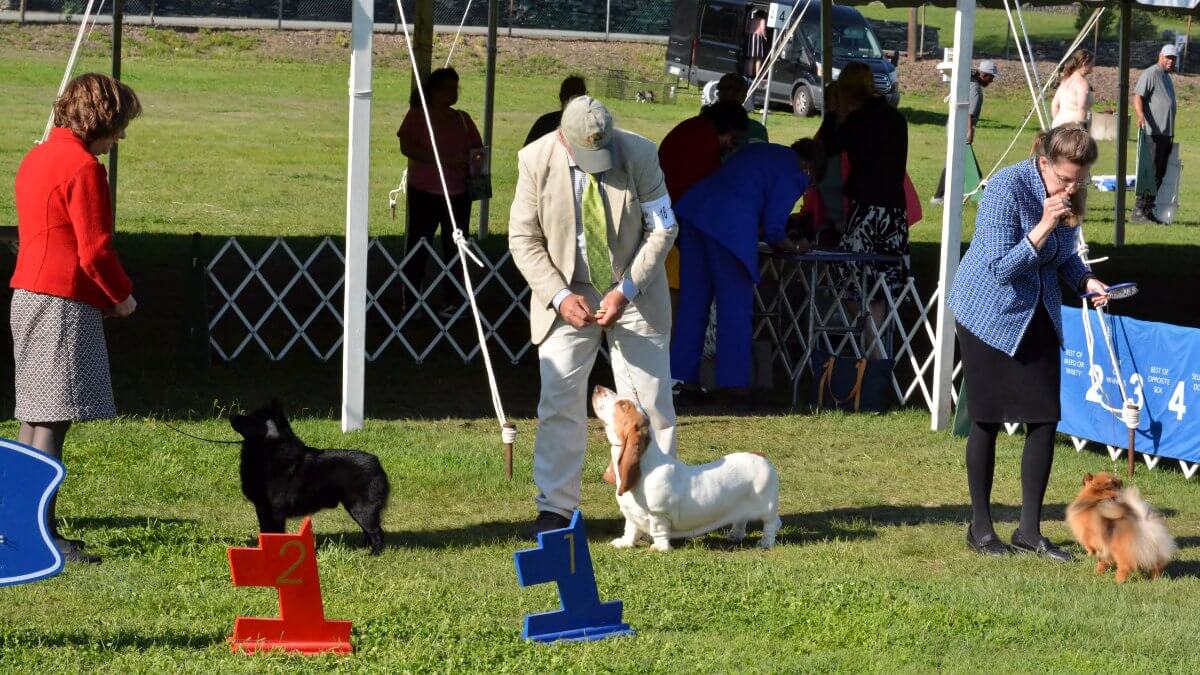 2025 Nutmeg Cluster Dog Shows
