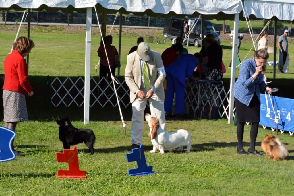 2025 Nutmeg Cluster Dog Shows