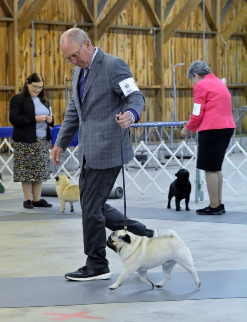 2025 Nutmeg Cluster Dog Shows