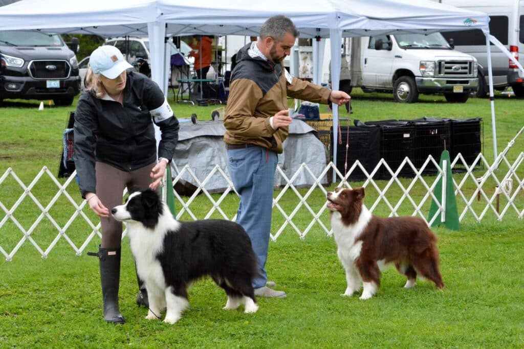 2025 Nutmeg Cluster Dog Shows
