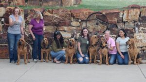 Bloodhounds