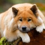 Eurasier