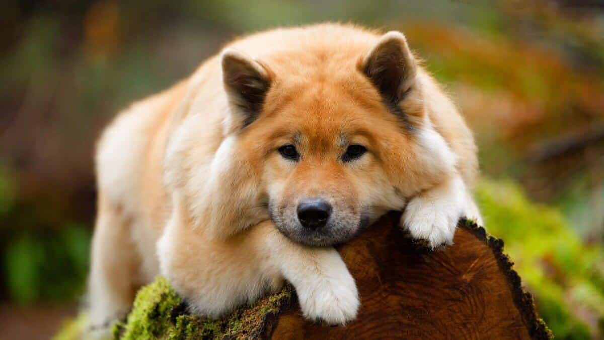 Eurasier