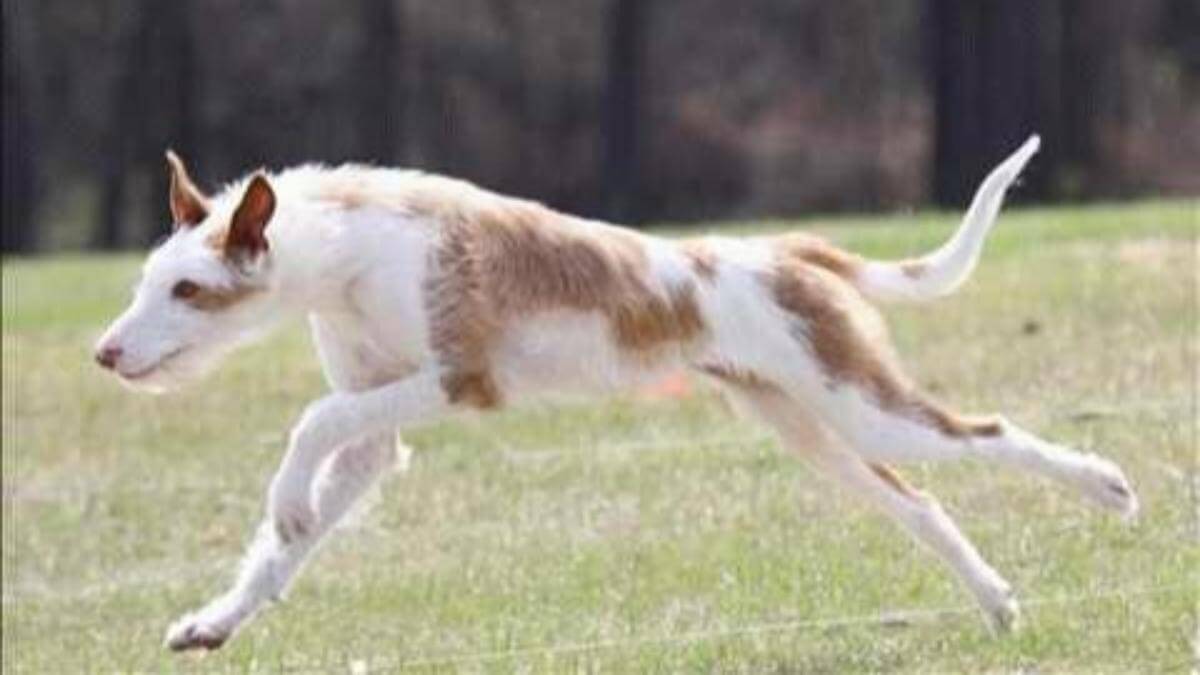 Nick Lure Coursing