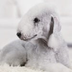 Bedlington Terrier