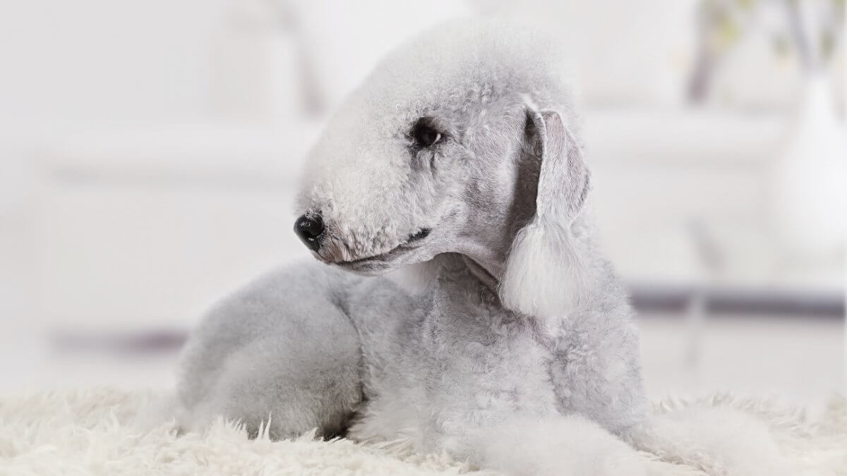 Bedlington Terrier