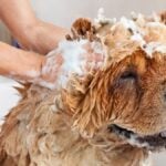 Chow Chow dog getting bathed by a person