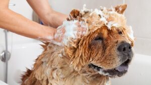 Chow Chow dog getting bathed by a person