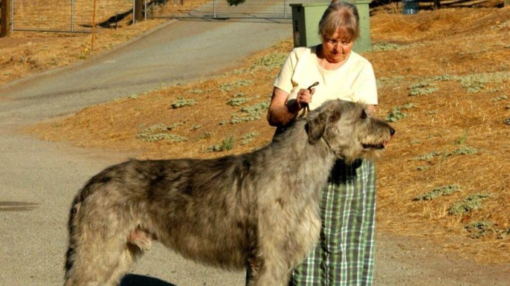Ch-Fleetwind-Gordon-9yr11m