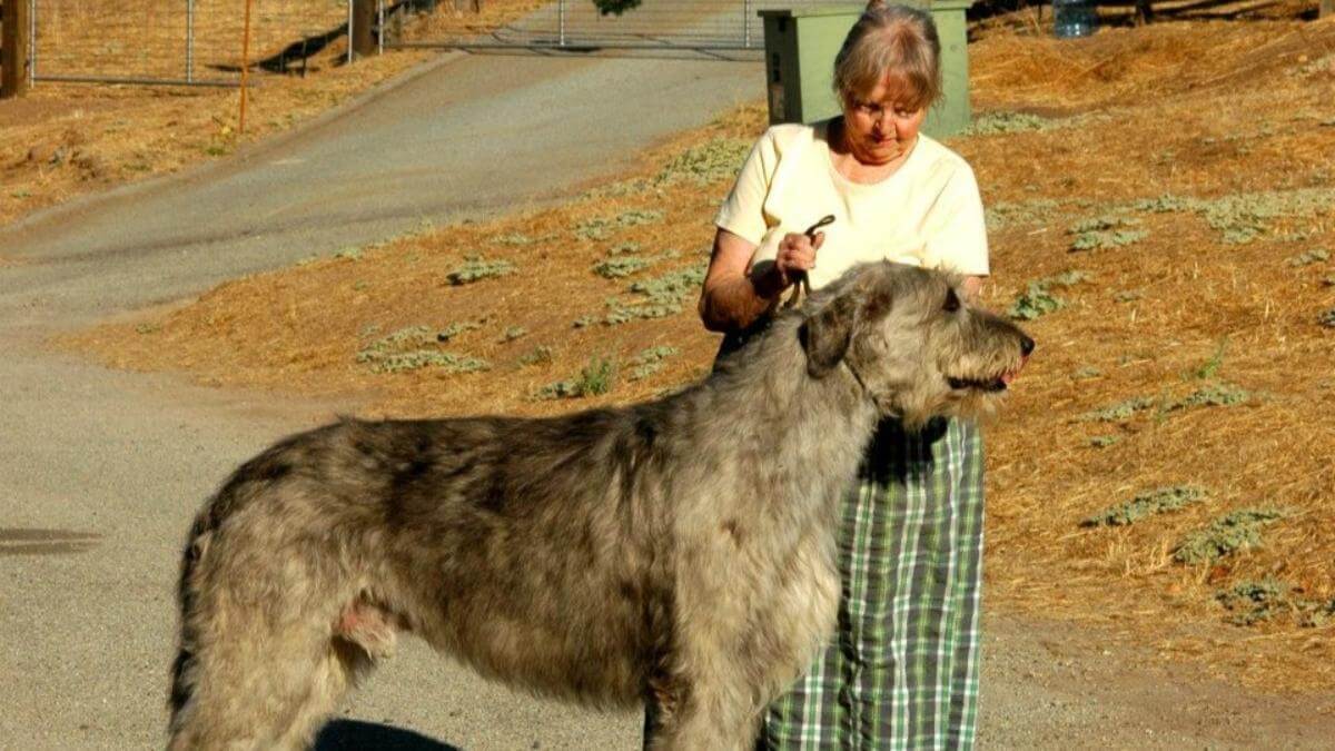 Ch-Fleetwind-Gordon-9yr11m