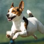 Danish-Swedish-Farmdog running, mid air